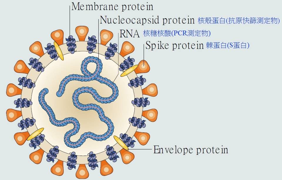 Ct value rdrp gene 是 什么